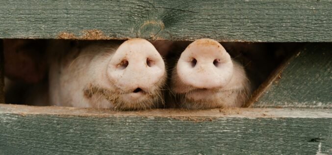 Leölték a fazekasvarsándi sertésfarm állatait: most minden rendben