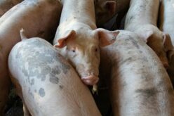 Csermő: hatezer sertést öltek le