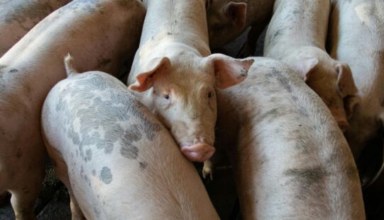 Csermő: hatezer sertést öltek le