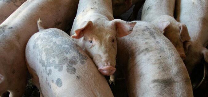 Csermő: hatezer sertést öltek le