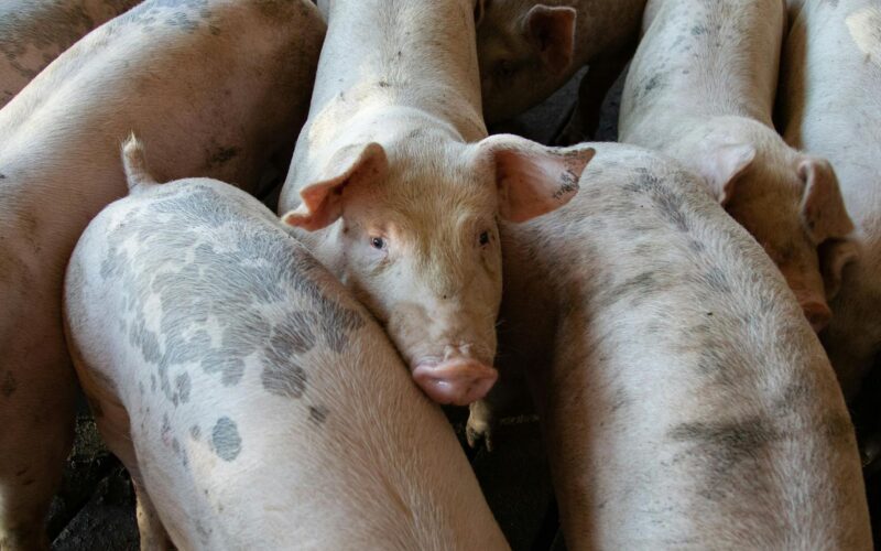 Csermő: hatezer sertést öltek le