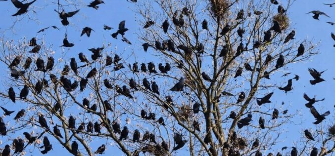 Elismerték: a varjak rátelepedtek Aradra