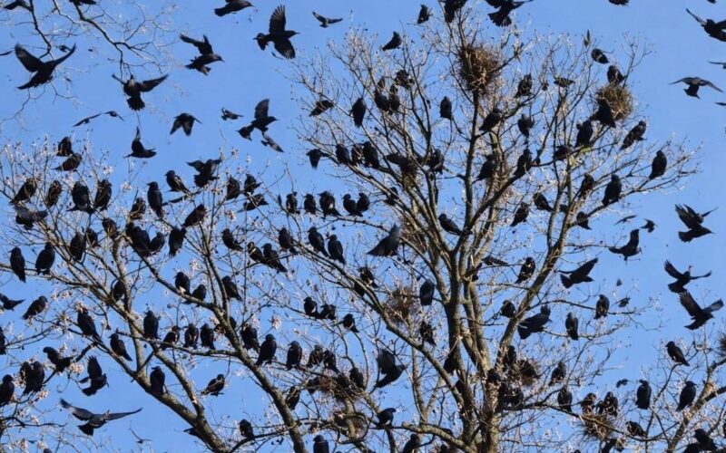 Elismerték: a varjak rátelepedtek Aradra