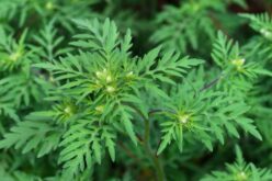 Szóltak: Aradon kezdődik a parlagfű-ellenőrzés