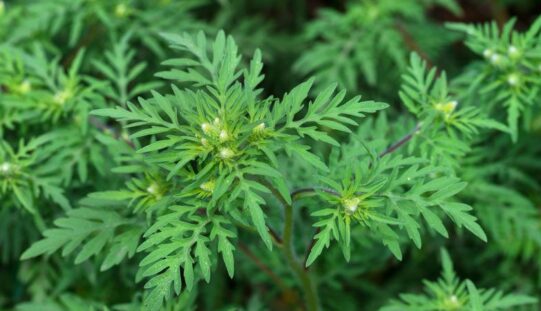 Szóltak: Aradon kezdődik a parlagfű-ellenőrzés