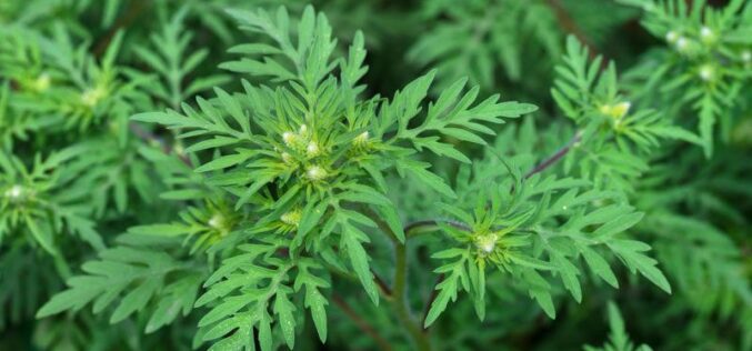 Szóltak: Aradon kezdődik a parlagfű-ellenőrzés