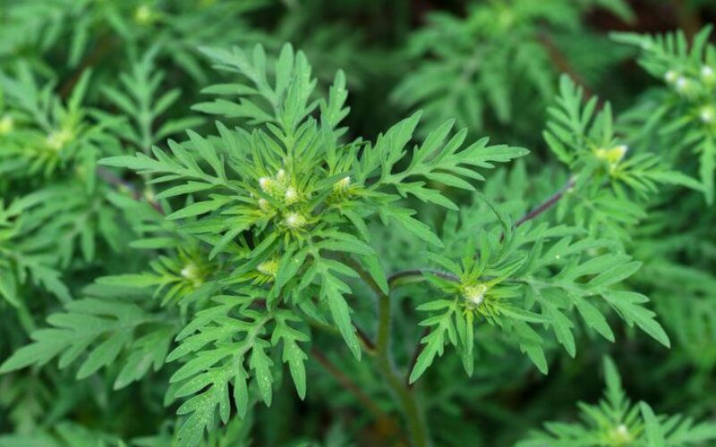 Szóltak: Aradon kezdődik a parlagfű-ellenőrzés