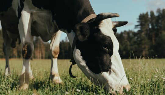 Kéknyelv betegség egy pécskai farmon