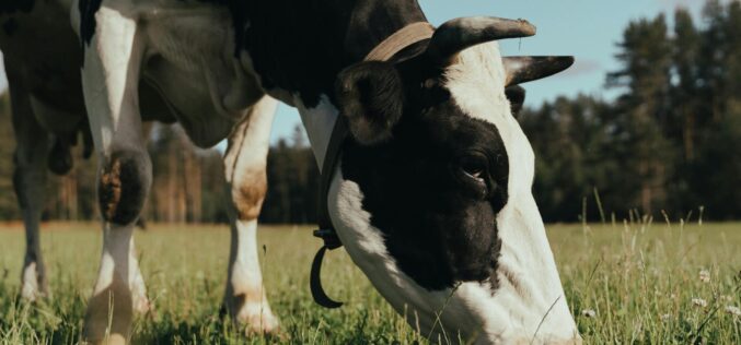 Kéknyelv betegség egy pécskai farmon