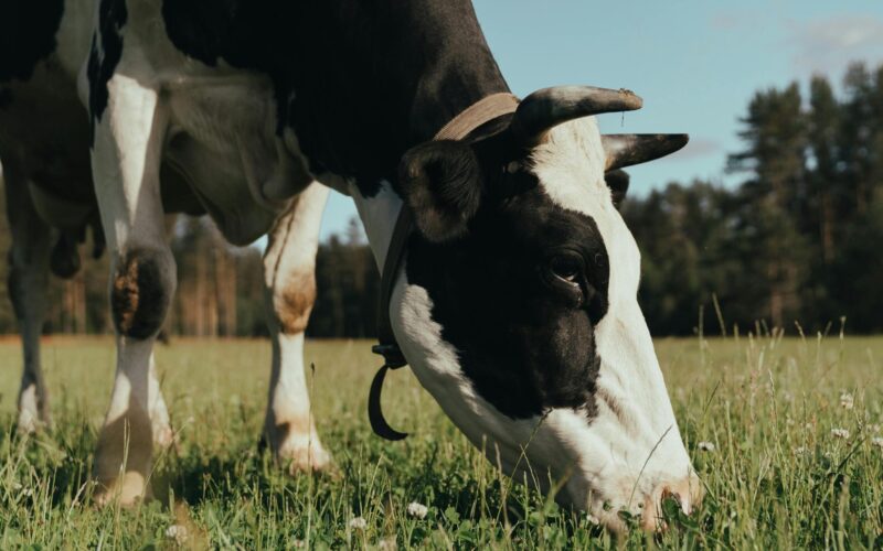 Kéknyelv betegség egy pécskai farmon