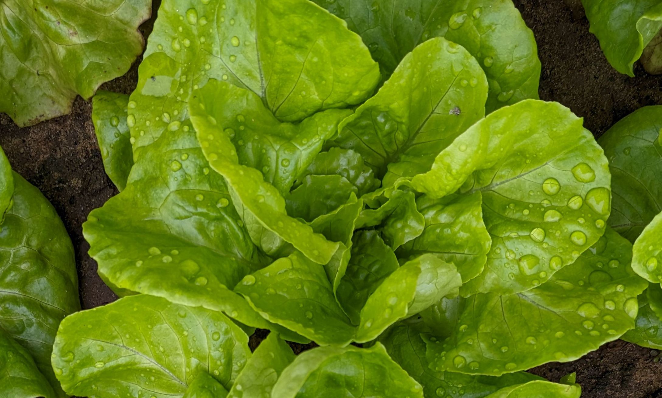 516