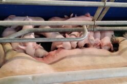 Fizetésképtelenné vált a nagyiratosi Porkprod
