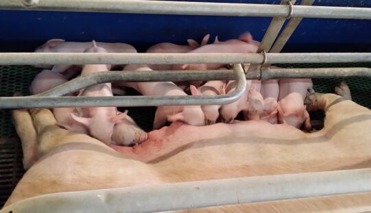 Fizetésképtelenné vált a nagyiratosi Porkprod