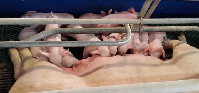 Fizetésképtelenné vált a nagyiratosi Porkprod