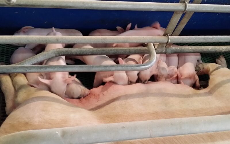 Fizetésképtelenné vált a nagyiratosi Porkprod